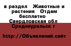  в раздел : Животные и растения » Отдам бесплатно . Свердловская обл.,Среднеуральск г.